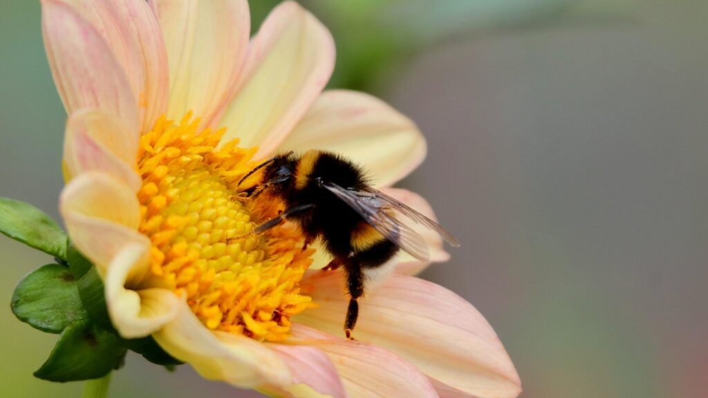 bumblebee, dark bumblebee, bee, insect, flower background, pollinate, flower wallpaper, beautiful flowers, pollination, dahlia, blossom, bloom, nature, stamens, flower