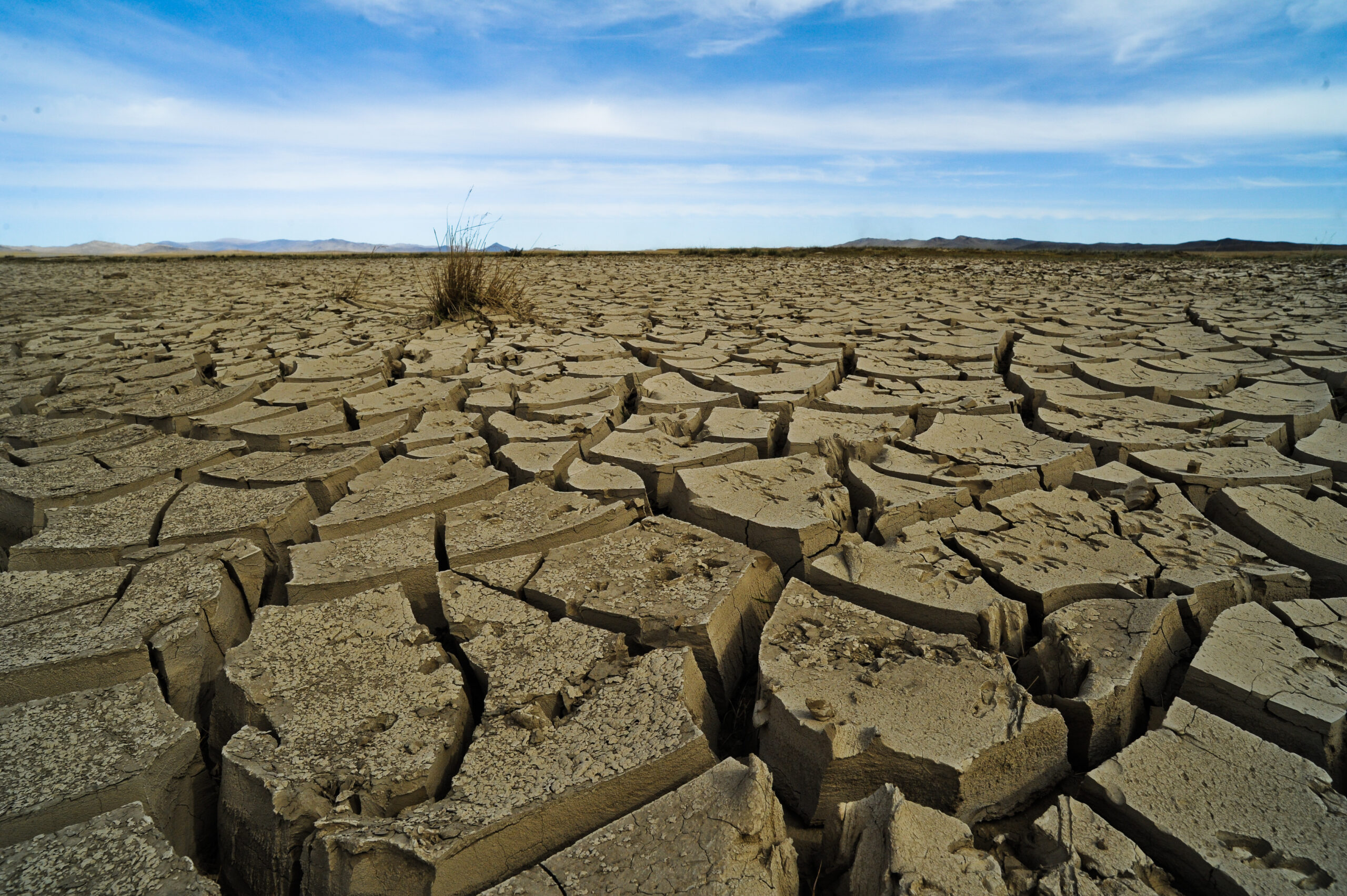 Dzud, a phenomenon where you have a drought in the summer and an extremely cold winter. The Asian Development Bank is helping herders combat the consequences of climate change by training them to cultivate fodder or animal feed that is more resilient towards extreme weather changes, using plants that are adapted to the area.