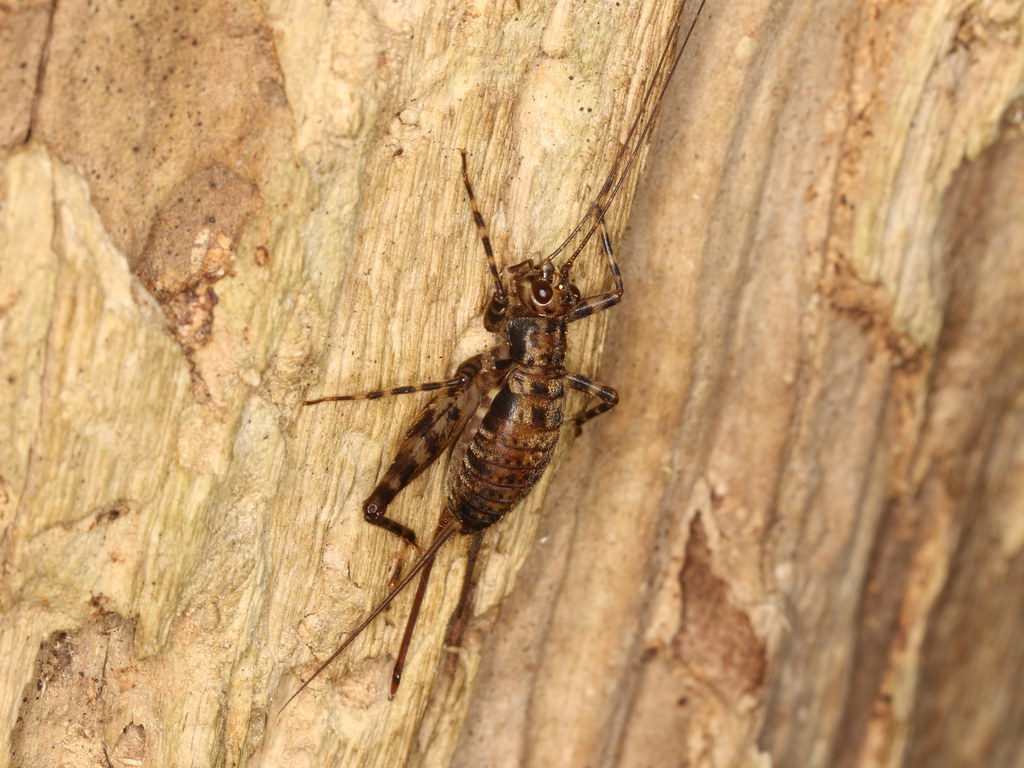 Grylloidea sp. on a tree bark