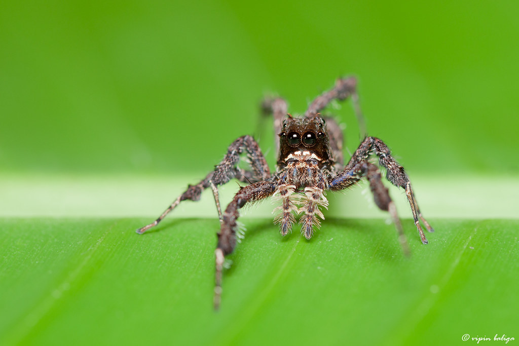 Portia fimbriata walking on a green leaf