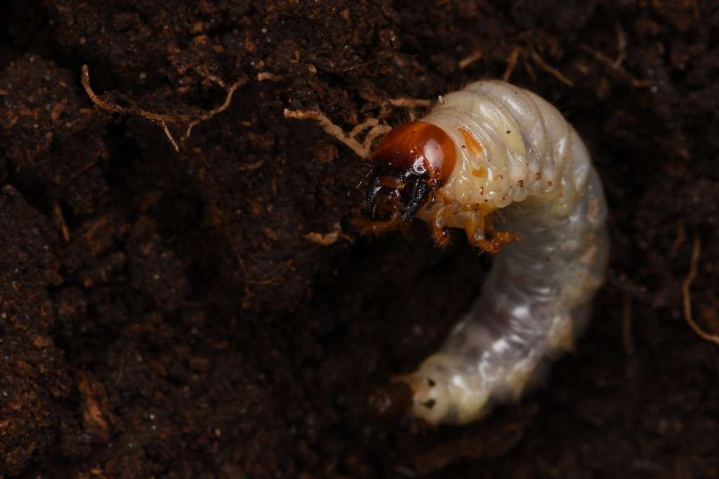 Stag Beetle Larva