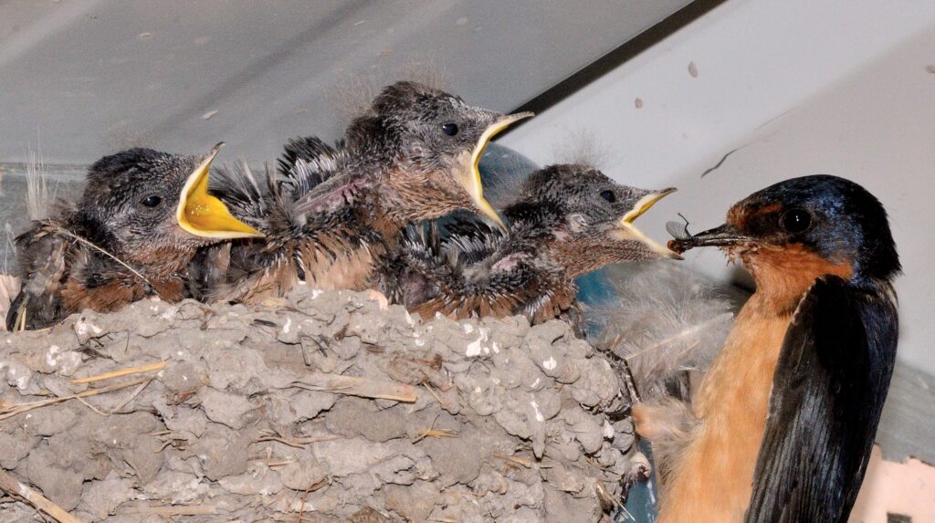 A mother bird feeding her young ones