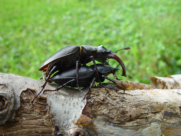 Two Georgian Stag Beetles mating on a fallen wood trunk