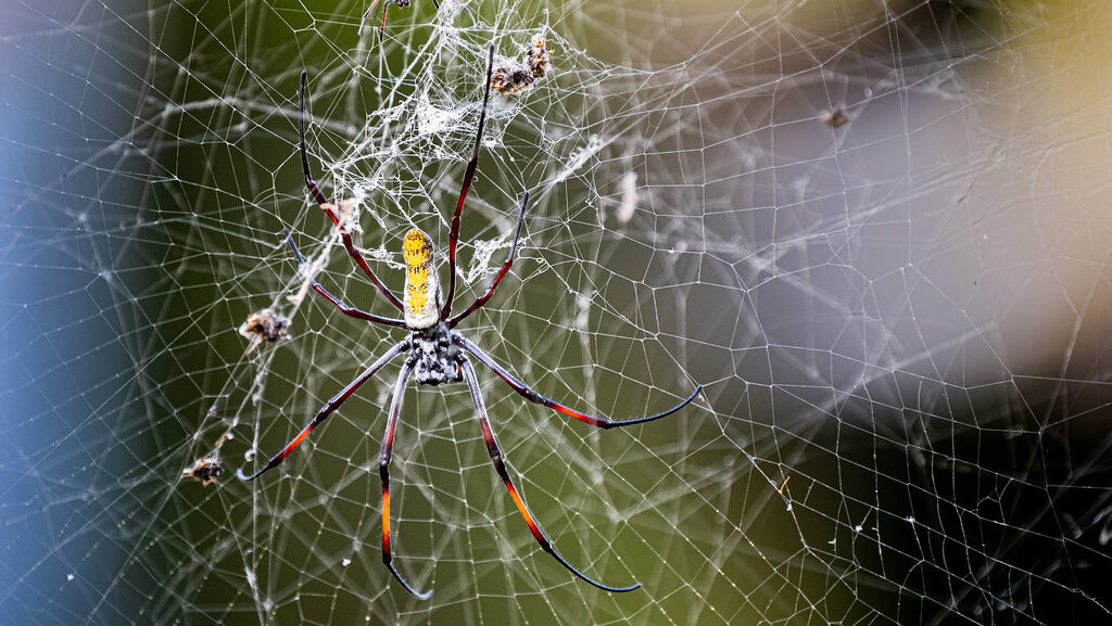 A deadly spider on its web
