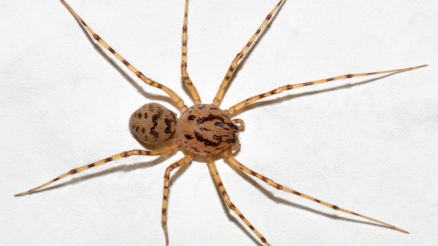 How Venomous Spiders Hunt and Kill Their Prey – Insect Hive