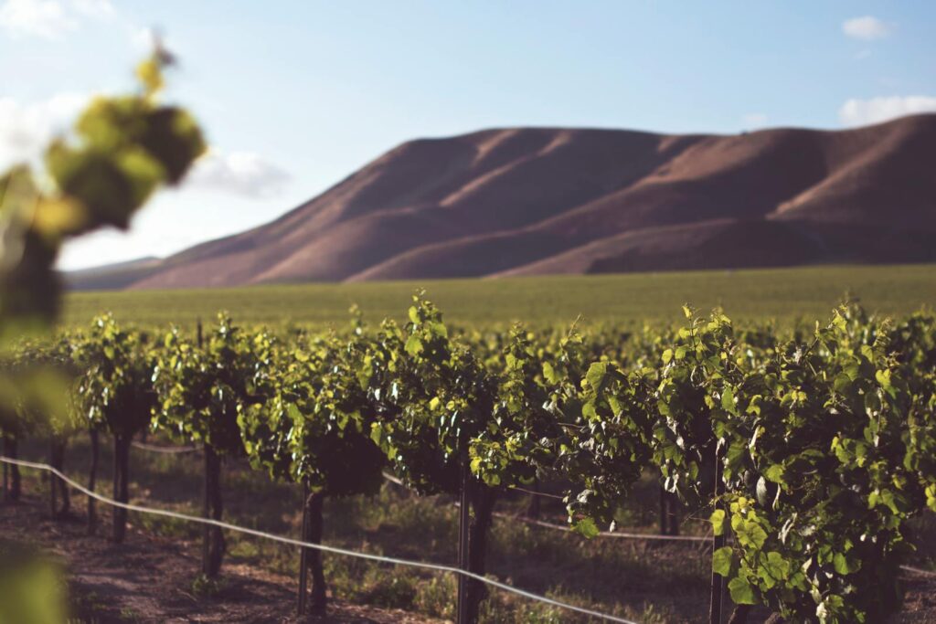 Beautiful vineyard set against rolling hills under a clear blue sky, perfect for wine enthusiasts.