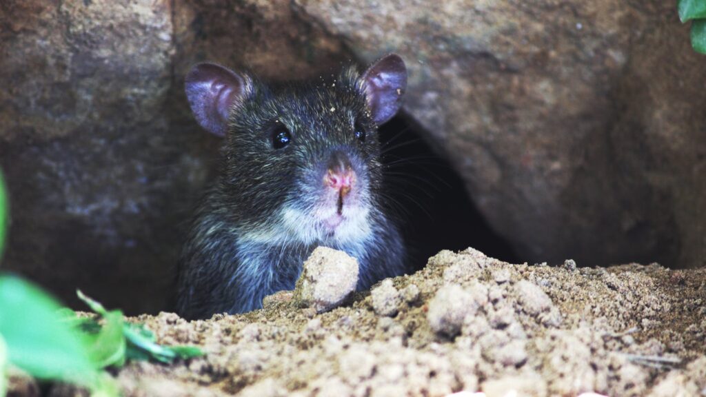 A curious rodent pokes its head out from a hole in its natural rocky environment.