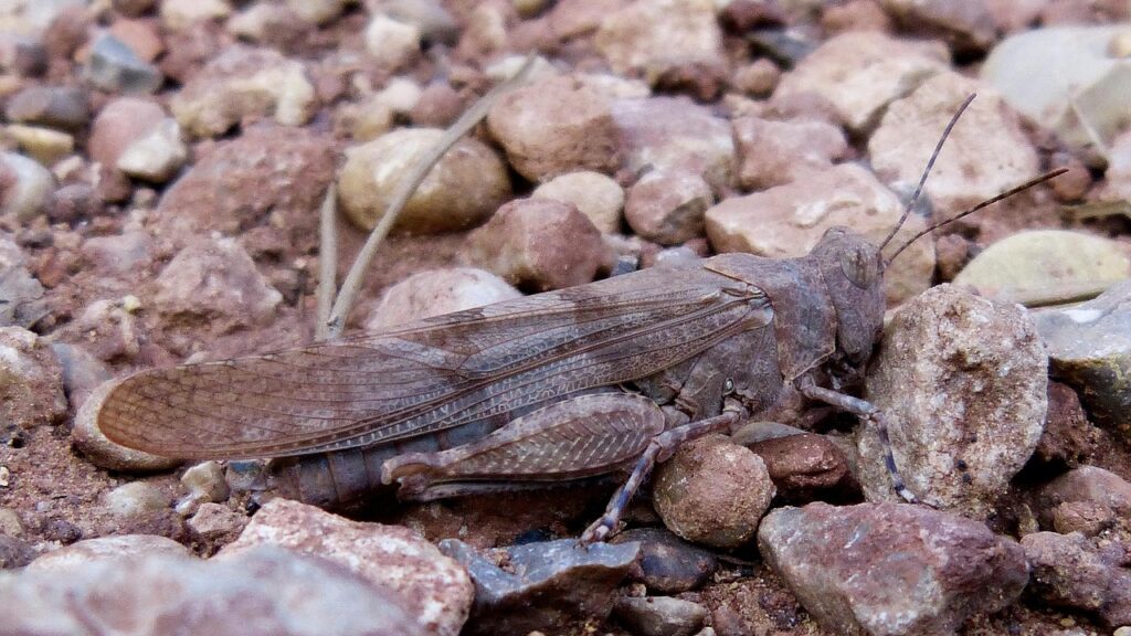 grasshopper, lobster, mimicry, camouflage, brown, insect