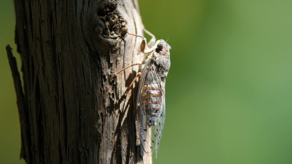 Detailed macro shot of a cicada resting on a tree trunk with a vibrant green background.