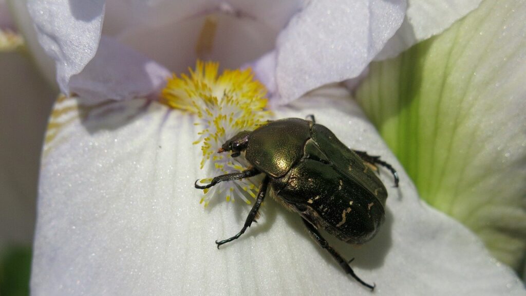 rose beetle, insect, beetle, nature, close up, animal, mourning rose beetle, blossom, bloom