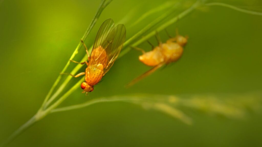 Close-up of fruit flies on green leaves with vivid colors and selective focus.
