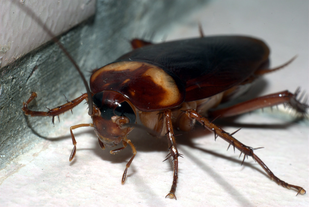 A cockroach on a white surface
