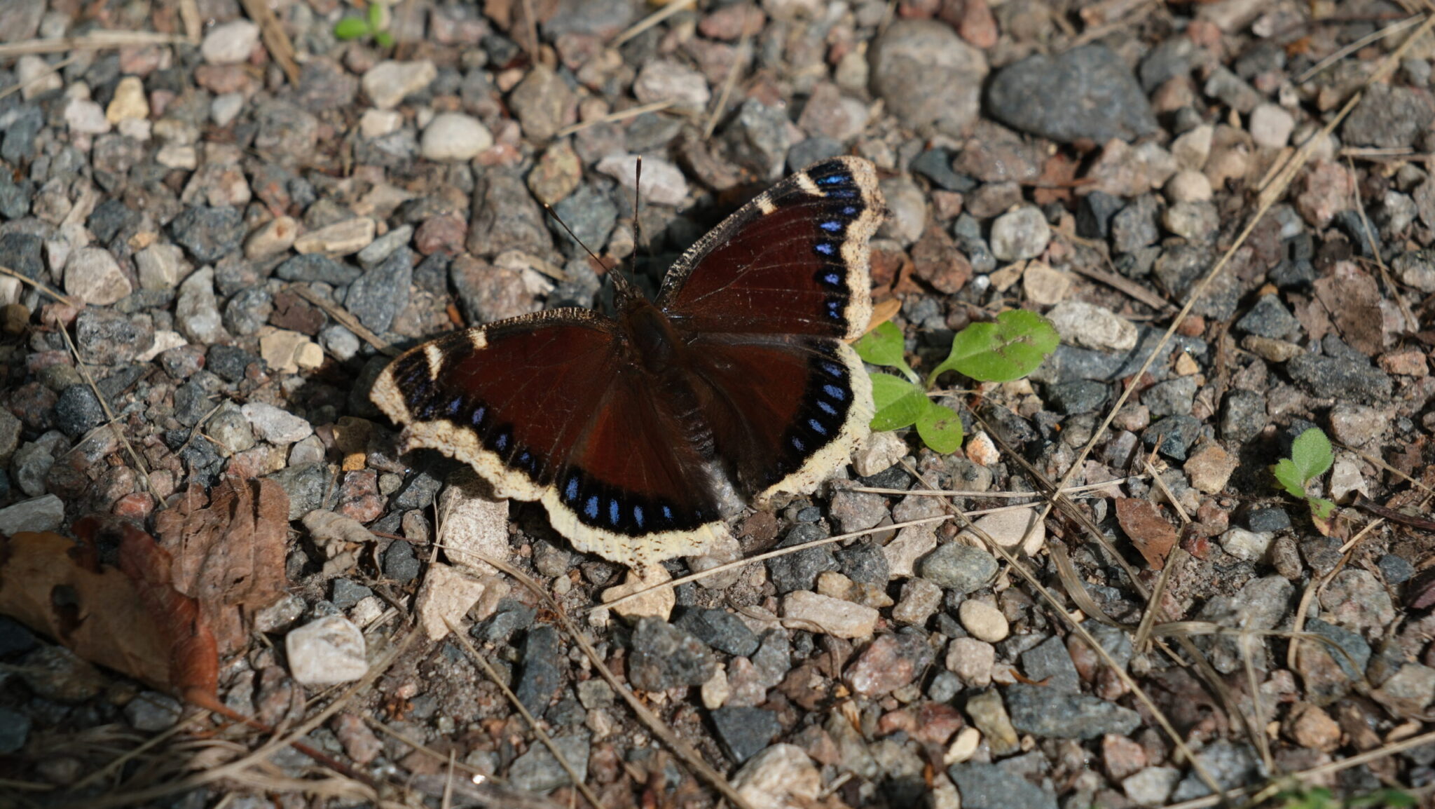 How Some Insects Use Color to Scare, Seduce, or Survive – Insect Hive