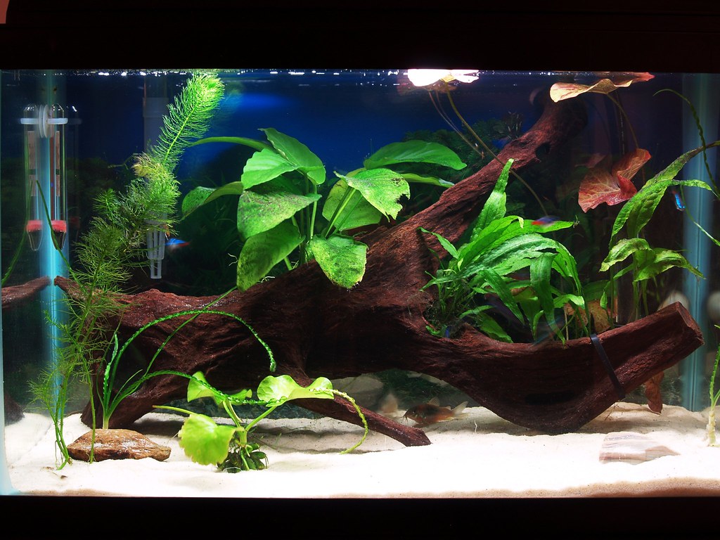 An aquarium with green plants and fishes