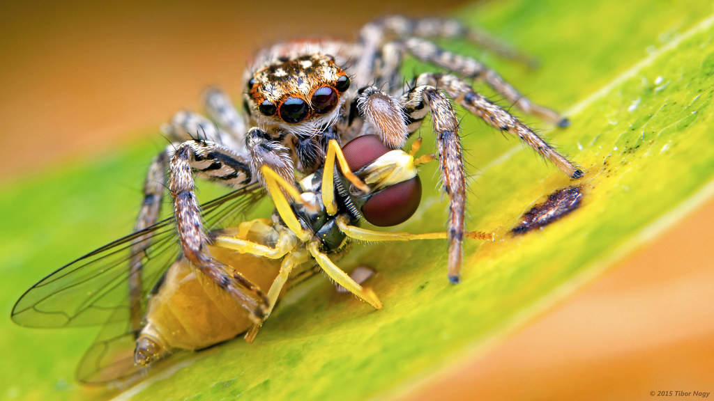 Maevia inclemens (dimorphic jumping spider_