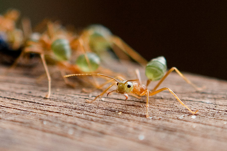 Angry Green Tree Ants