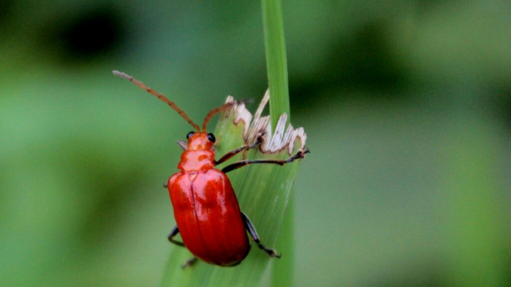 Macro shot of a vibrant red beetle perched on a green leaf outdoors.