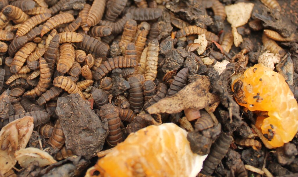 Black Soldier Fly Larvae-Waste Management