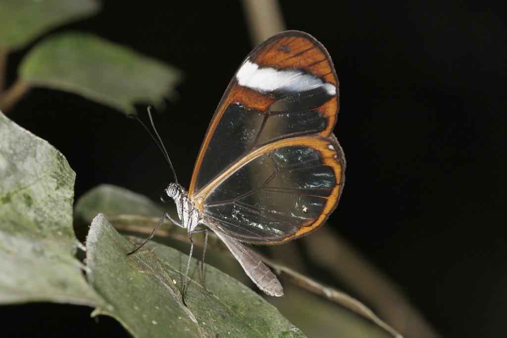 A glasswing butterfly resting on a leaf in the dark