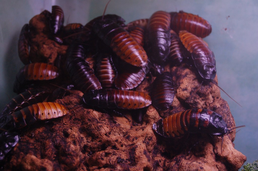 Multiple hissing cockroaches on a soil
