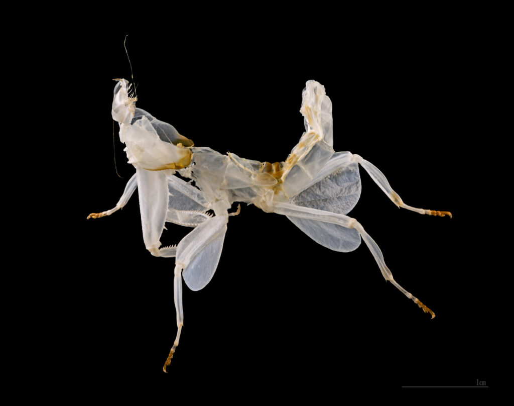 Hymenopus coronatus exuvia