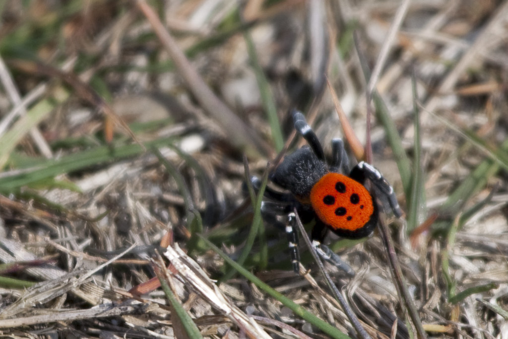 A Ladybird Spider on a forest floor
