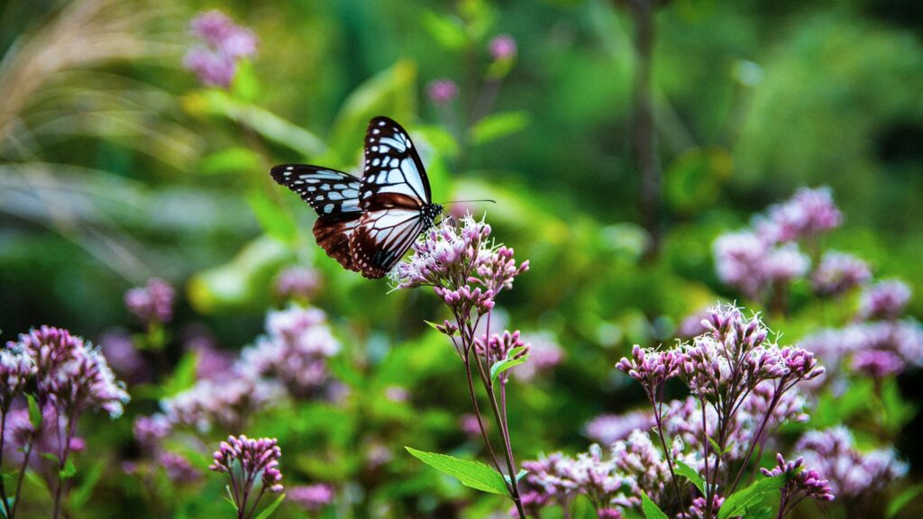 black and white butterfly perched on purple flower in close up photography during daytime