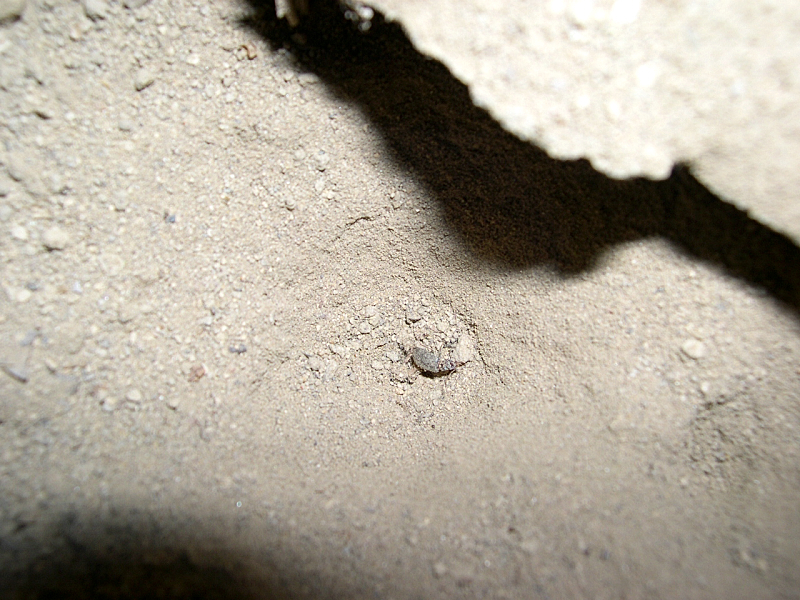 Antlion larva hiding on the sands