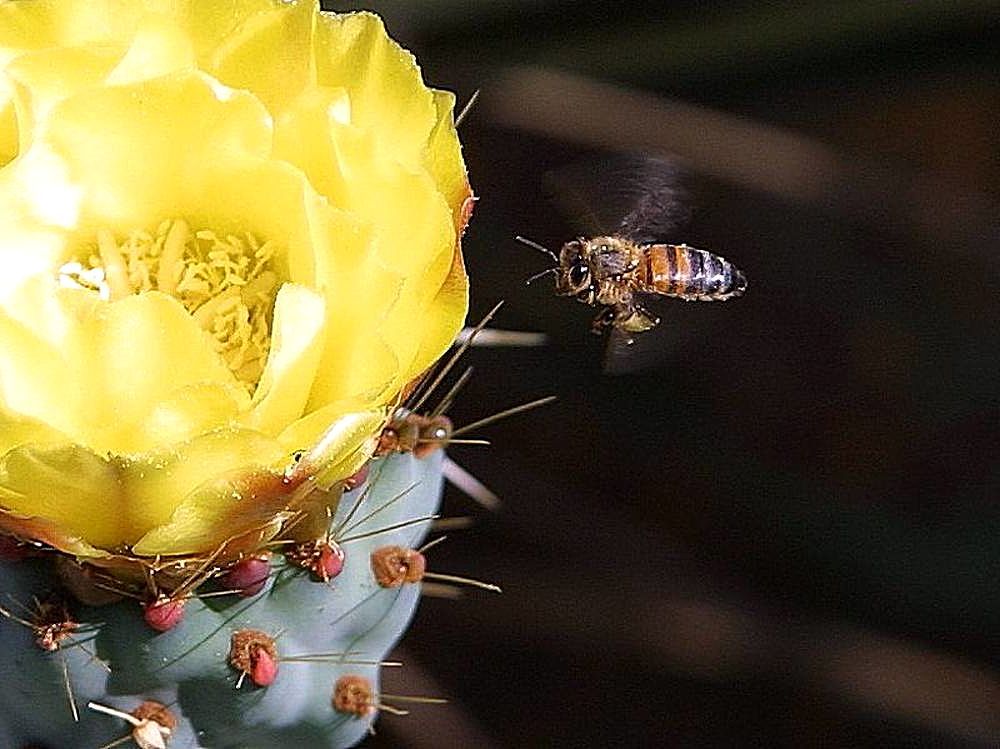 A bee flying near a cactus flower