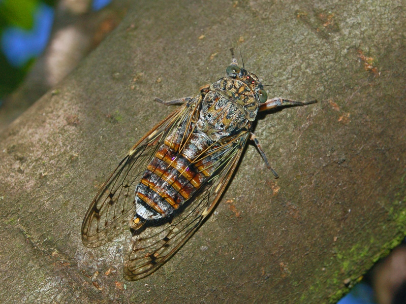 Cicada on a tree bark