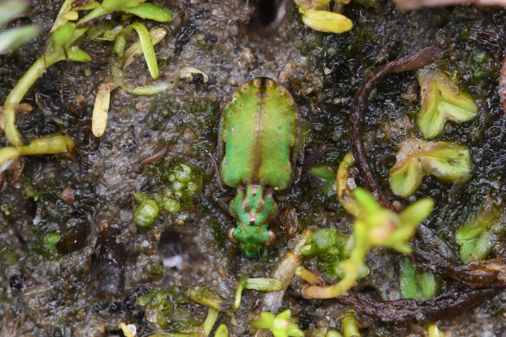Elaphrus viridis on a valley floor