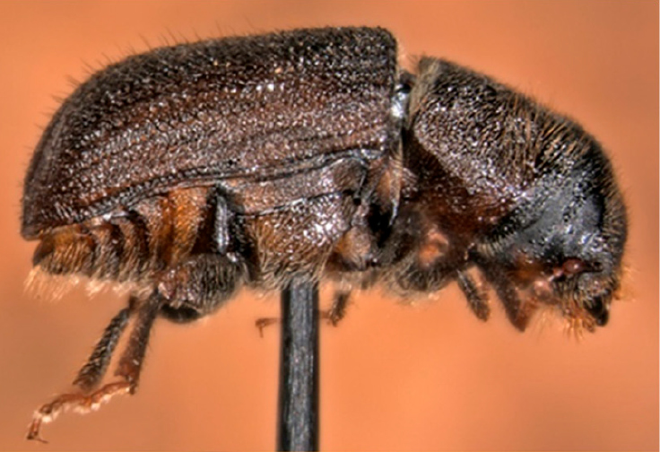 Dendroctonus ponderosae side view