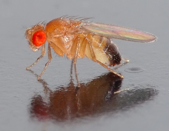 A fruit fly on a wet surface