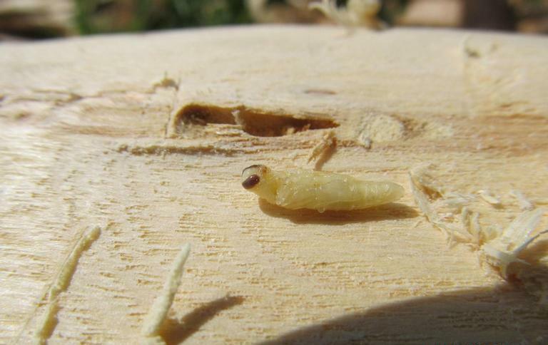 Emerald ash borer pupa removed from its pupal chamber.