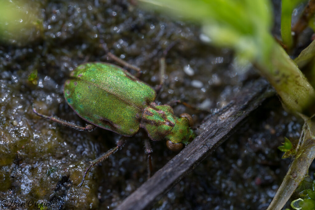 Delta Green Ground Beetle (Elaphrus viridis)