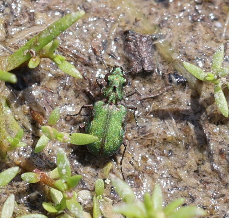 A macro-shot of a Delta Green Ground Beetle