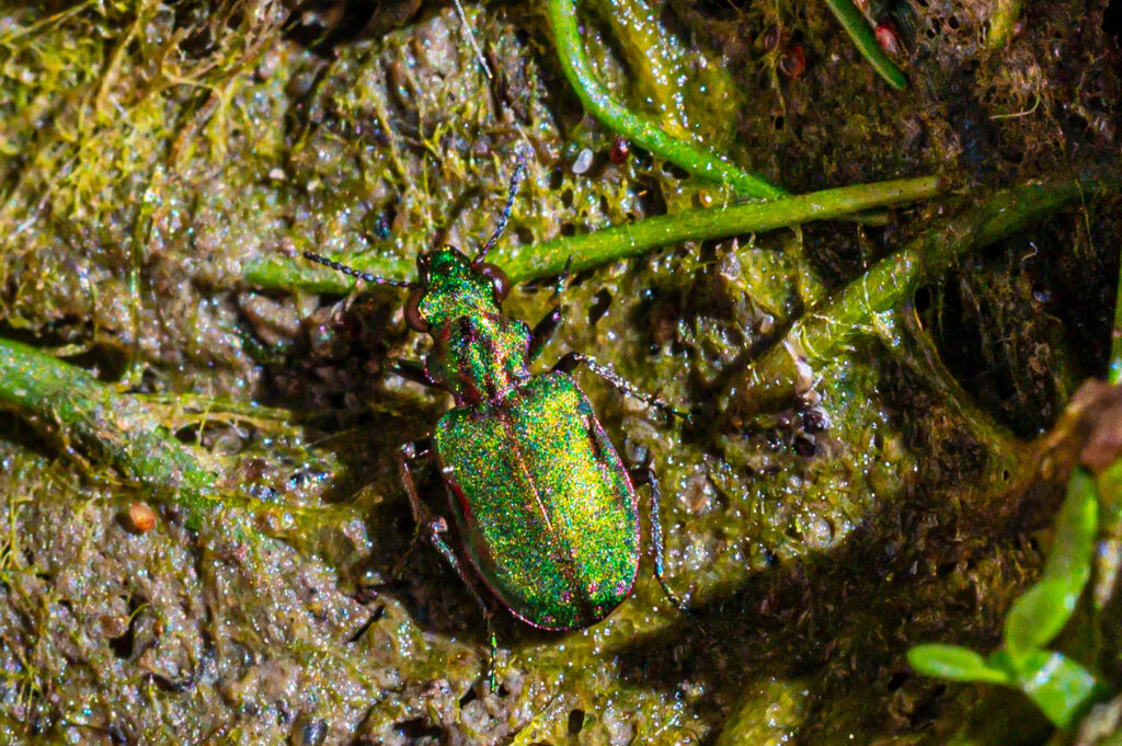 The Delta Green Ground Beetle on a greenish habitat