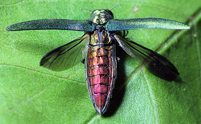 Emerald ash borer on a leaf