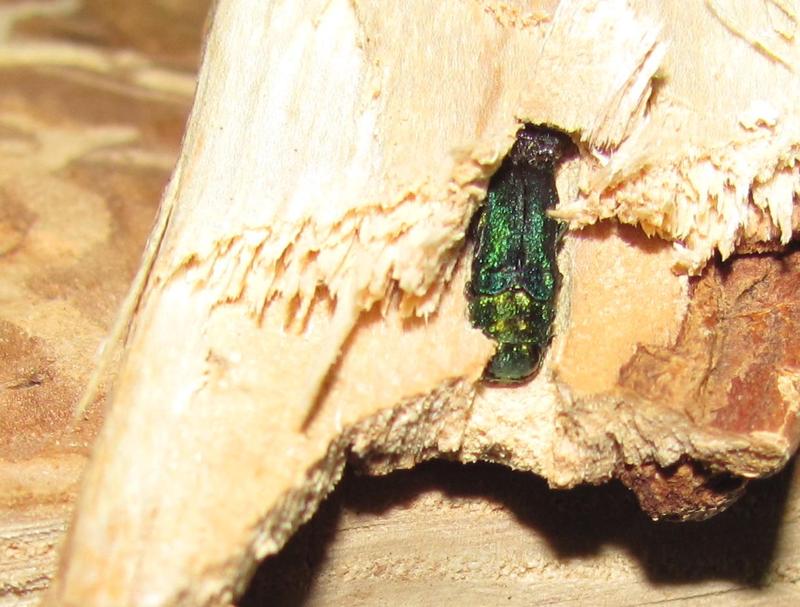 Emerald ash borer in the wood
