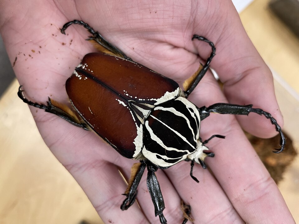 Goliath_beetle_(Goliathus_goliatus)