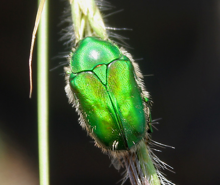 Green Scarab Beetle