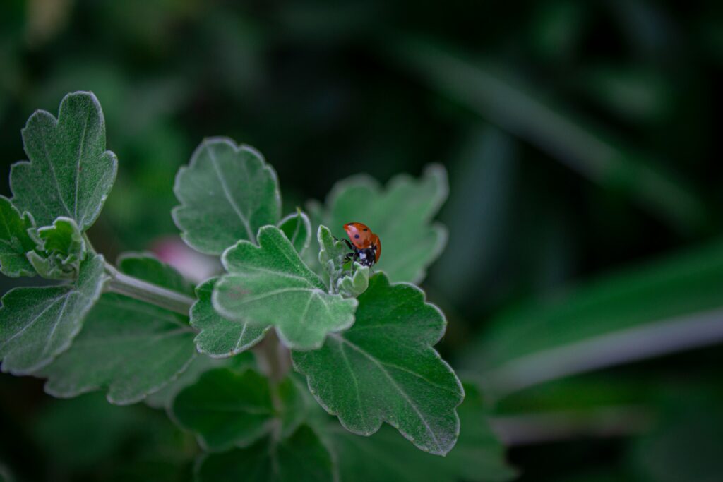 Flowering plants attracting ladybugs to agricultural fields naturally