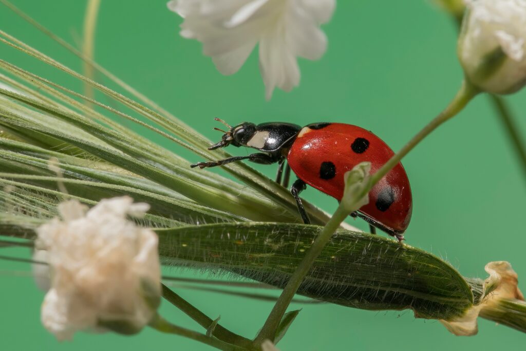 Close-up image of a ladybug on a leaf showing its natural predator role