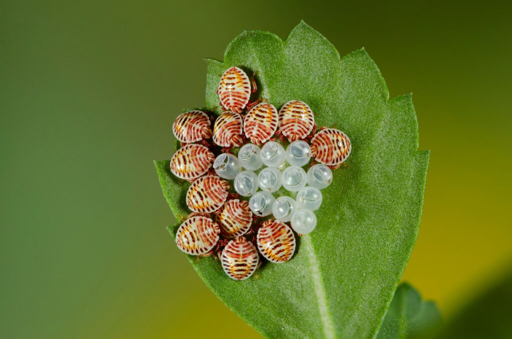 Stages of ladybug life cycle from egg to adult on plant surfaces