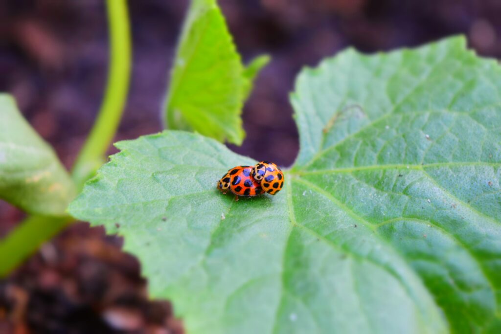 Ladybugs on leaves symbolizing environmentally friendly pest management