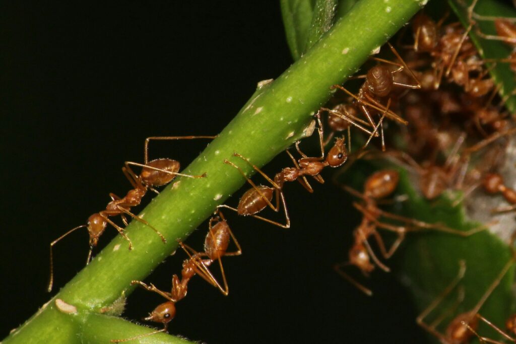 Conceptual image showing ladybugs and sustainable agriculture innovation