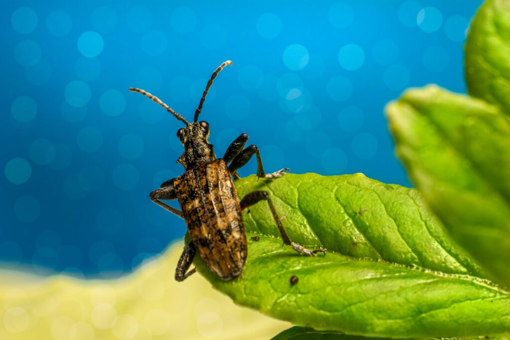 Modern farm with integrated pest management using ladybugs