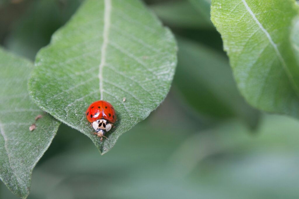Healthy farm fields showcasing successful ladybug pest control examples