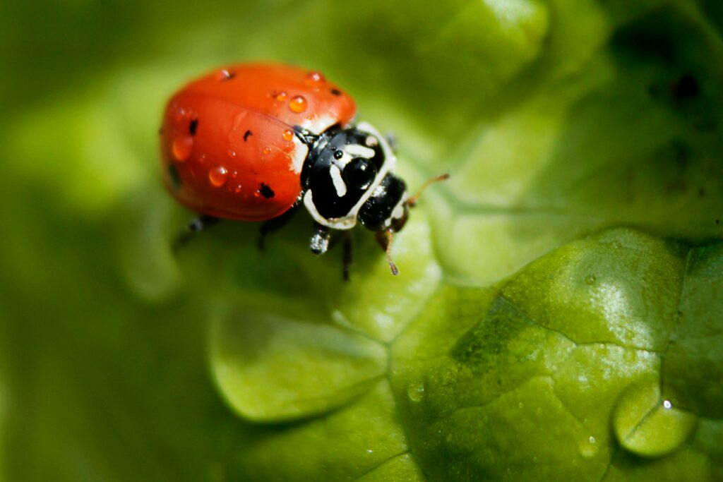 Ladybugs crawling on green crop leaves helping in natural pest control