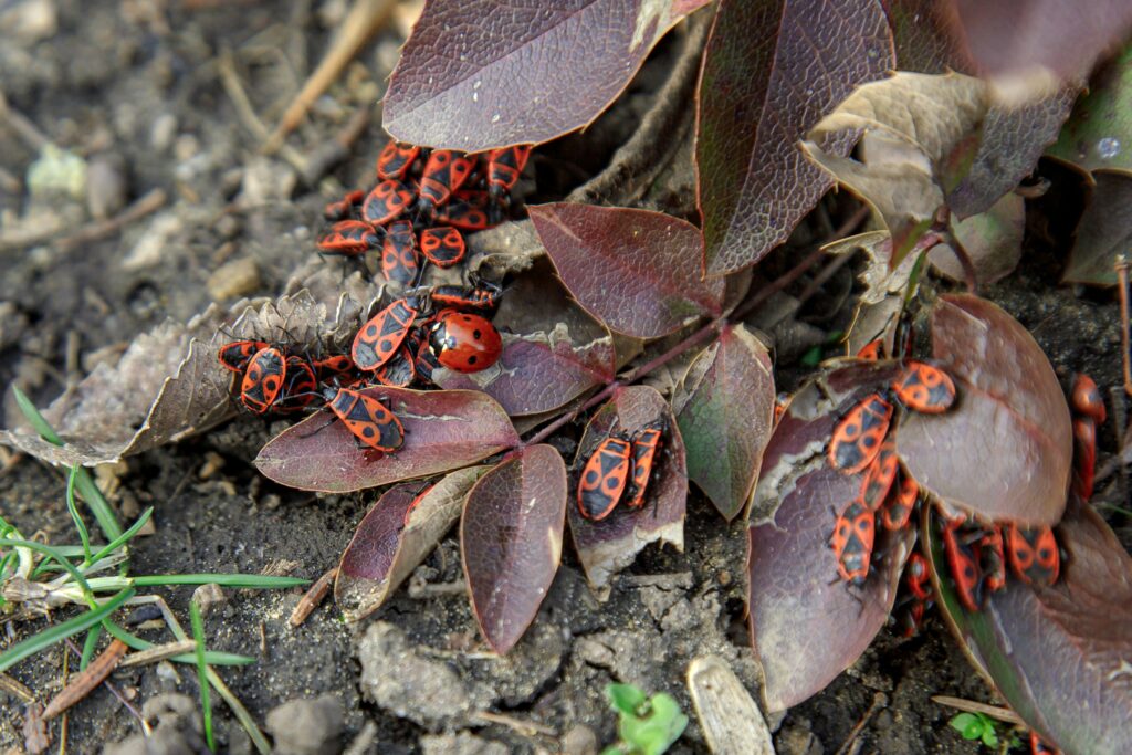 Farmers releasing ladybugs in crop fields as biological pest control